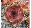 Sempervivum WOK