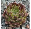 Sempervivum WONNEPROPPEN