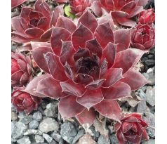 Sempervivum XAVERIA