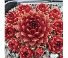 Sempervivum ZANNALEE