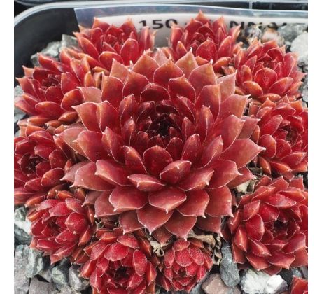 Sempervivum ZANNALEE