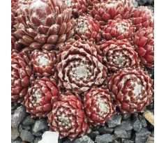 Sempervivum ZILVER PRINSESJE