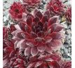 Sempervivum ZIRCON II