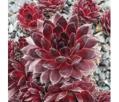 Sempervivum ZIRCON II