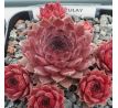 Sempervivum ZULAY