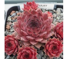 Sempervivum ZULAY