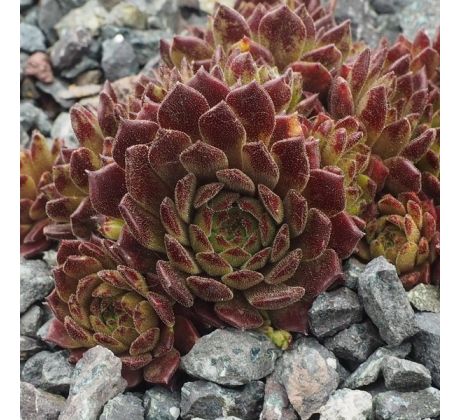 Sempervivum ZWERGENGNOM