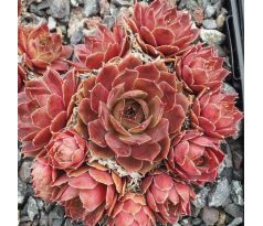 Sempervivum ZWIELICHT