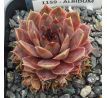 Sempervivum ALBIDUM