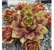 Sempervivum NIGHT RAVEN