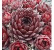 Sempervivum VOLKMAR SCHARA