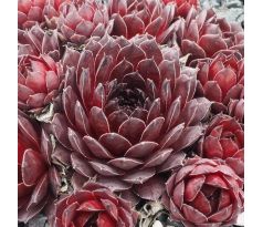 Sempervivum VOLKMAR SCHARA