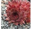 Sempervivum KAUTANGEL