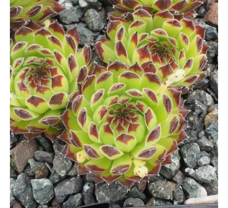 Sempervivum TIPSY