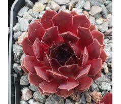 Sempervivum MAX