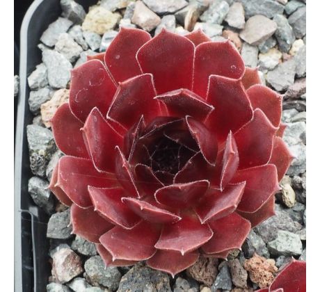 Sempervivum MAX