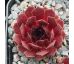 Sempervivum MAX