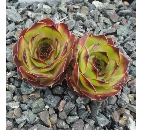 Sempervivum CARUSO