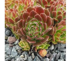 Sempervivum ODETTE