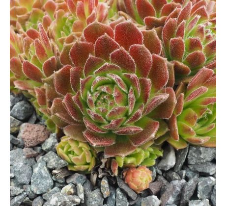 Sempervivum ODETTE