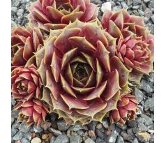 Sempervivum CALDERA