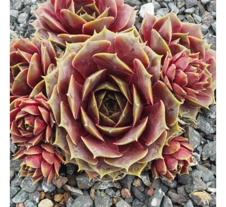 Sempervivum CALDERA