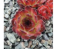 Sempervivum ALTENBERG