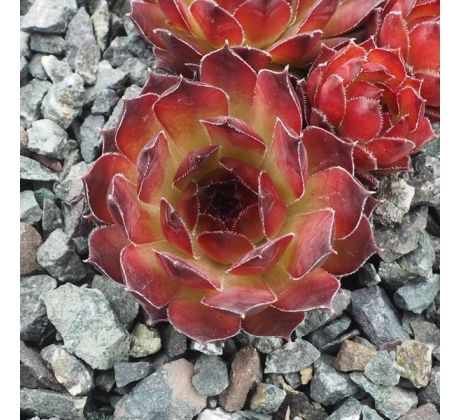 Sempervivum ALTENBERG