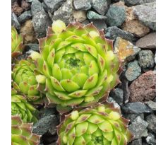 Sempervivum OHRID