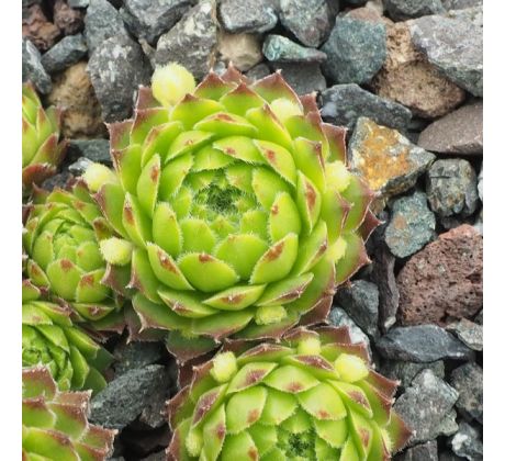 Sempervivum OHRID