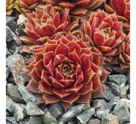 Sempervivum SPHERETTE