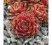 Sempervivum SPHERETTE