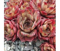 Sempervivum BUTTERPAT