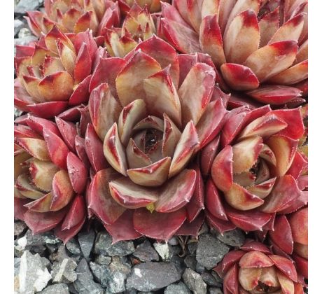 Sempervivum BUTTERPAT