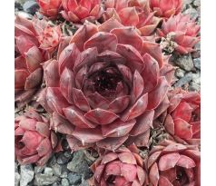 Sempervivum BACHUS