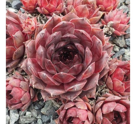 Sempervivum BACHUS