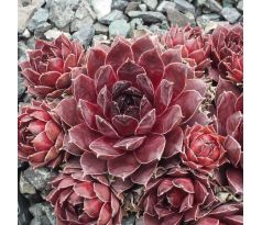 Sempervivum MOORTJE