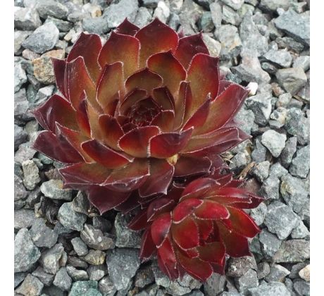 Sempervivum HORDUBAL