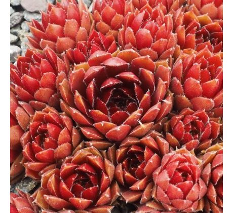 Sempervivum HAVENDIJKS BRUNETTEN