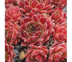 Sempervivum HAVENDIJKS KNIGHT