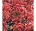 Sempervivum HAVENDIJKS KNIGHT