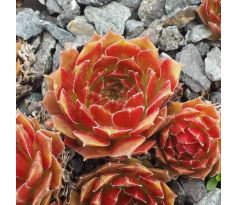 Sempervivum HAVENDIJKS BRONZE