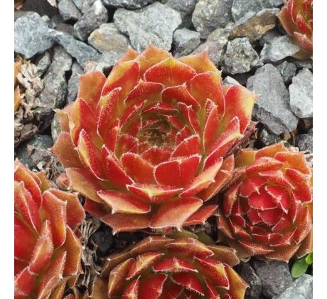 Sempervivum HAVENDIJKS BRONZE