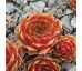 Sempervivum HAVENDIJKS BRONZE