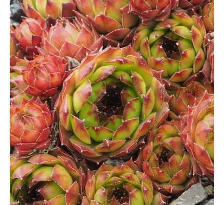 Sempervivum HAVENDIJKS MOON