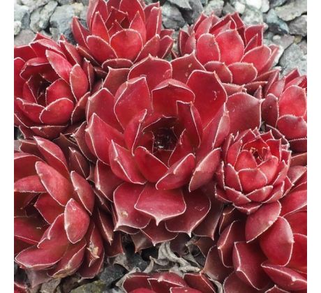 Sempervivum PACIFIC DEVIL`S FOOD