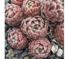 Sempervivum PACIFIC FEATHER POWER