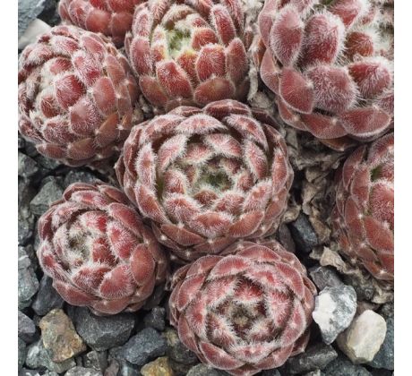 Sempervivum PACIFIC FEATHER POWER