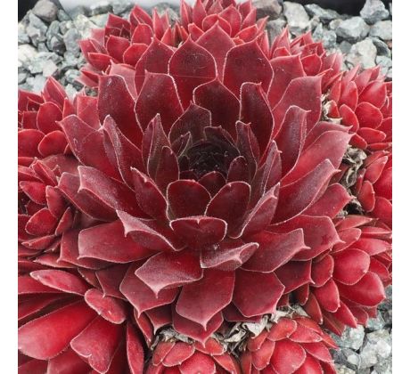 Sempervivum PACIFIC SHADOWS