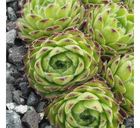 Sempervivum TRISTAN